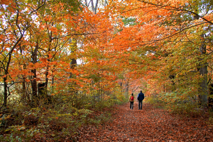 Two people walking in a wood with leaves on the ground. The trees are a mix of orange and green to fit the autumnal time of year.